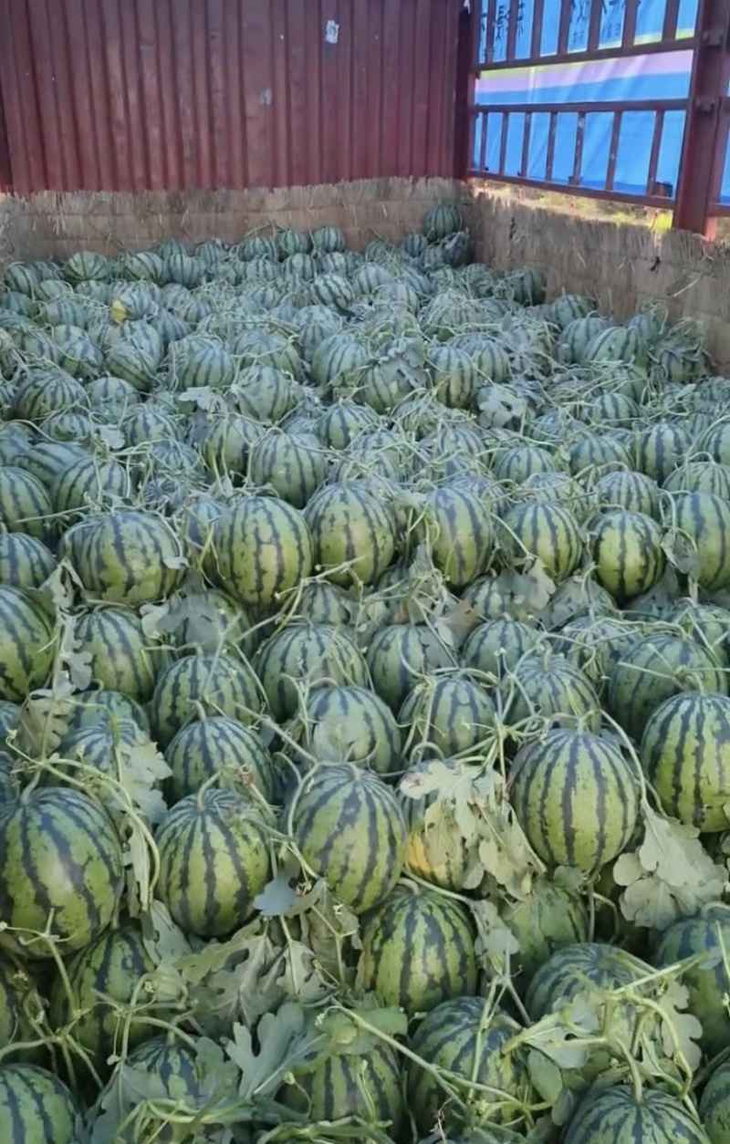 甜王西瓜保证质量量大从优产地直发协助找车欢迎