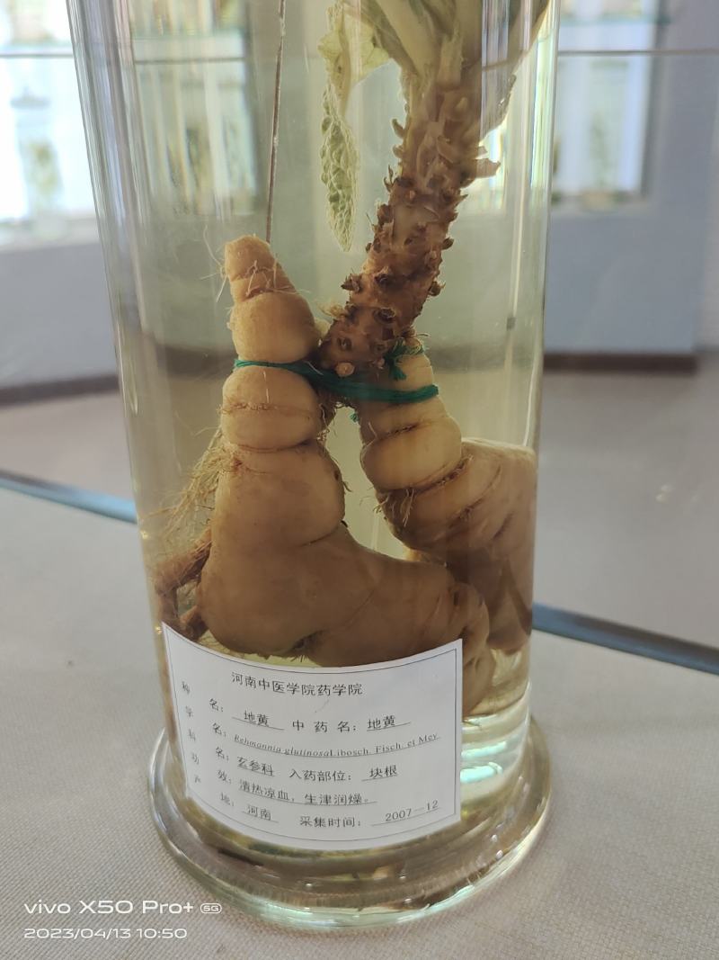 出售中药材地黄栽子，北京脱毒新3号，保证质量，价格优惠
