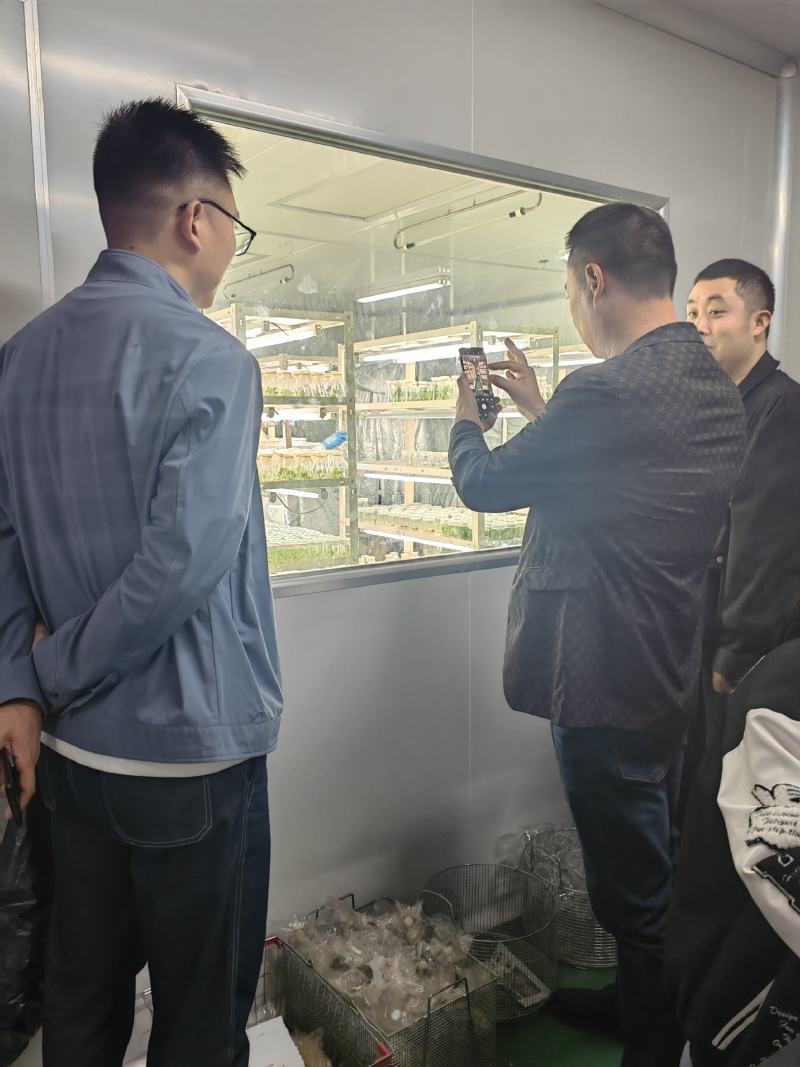 出售中药材地黄栽子，北京脱毒新3号，保证质量，价格优惠