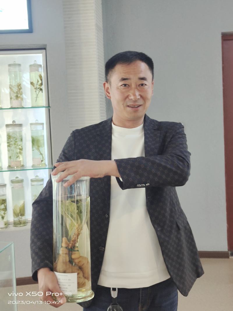 出售中药材地黄栽子，北京脱毒新3号，保证质量，价格优惠