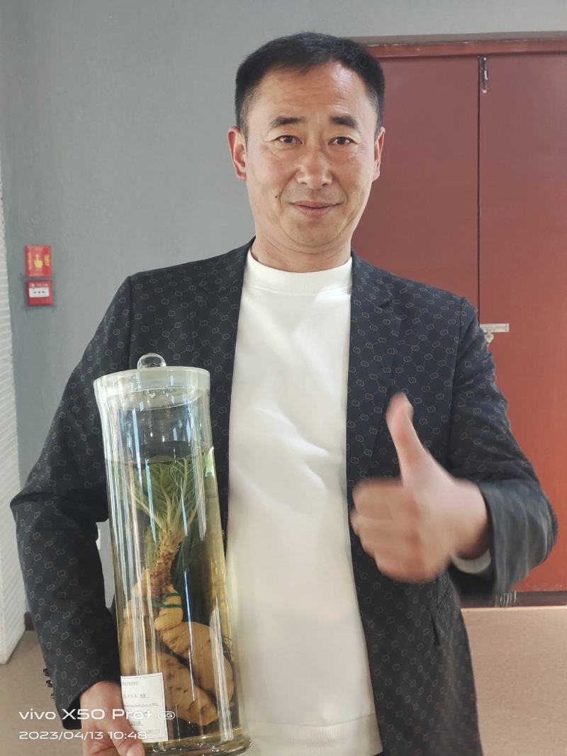 出售中药材地黄栽子，北京脱毒新3号，保证质量，价格优惠