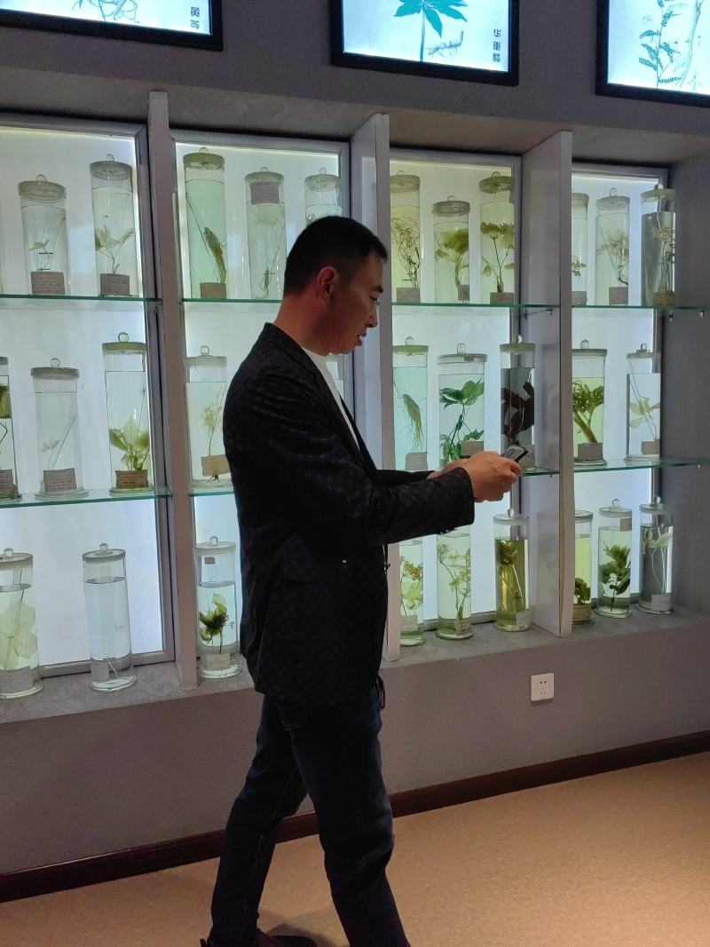 出售中药材地黄栽子，北京脱毒新3号，保证质量，价格优惠