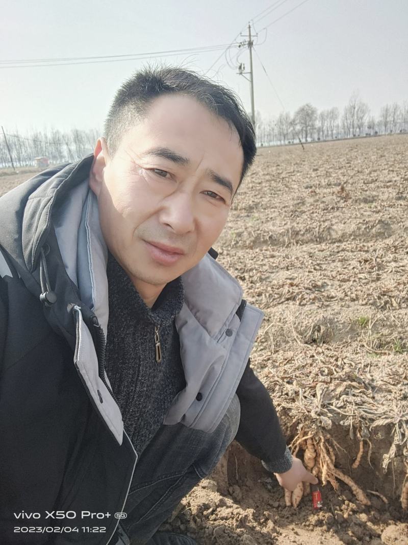 出售中药材地黄栽子，北京脱毒新3号，保证质量，价格优惠