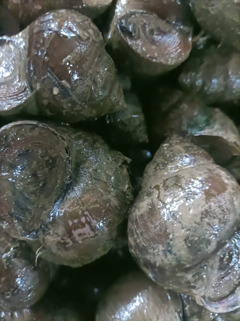 潜江田螺，壳厚肉鲜，可发往全国各地
