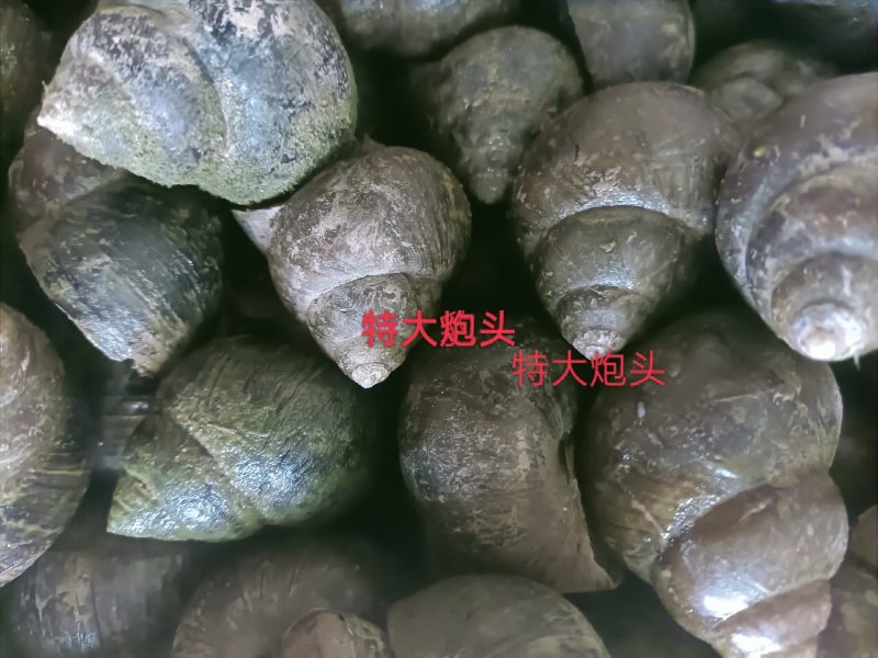 潜江田螺，壳厚肉鲜，可发往全国各地