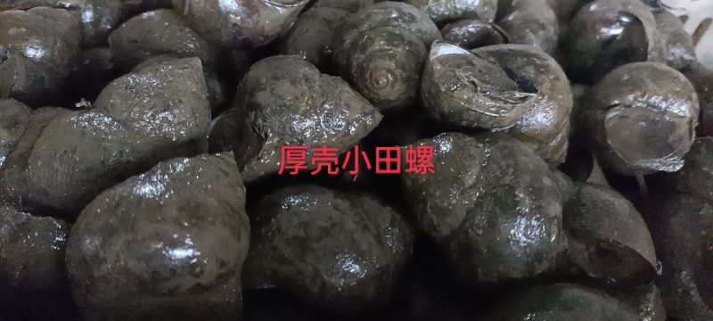 潜江田螺，壳厚肉鲜，可发往全国各地