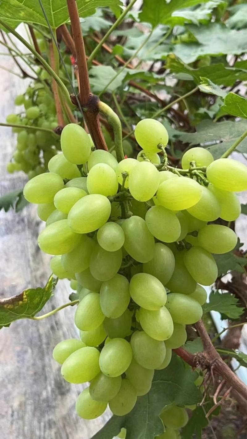 葡萄/维多利亚葡萄/河北精品维多利亚葡萄/大量上市