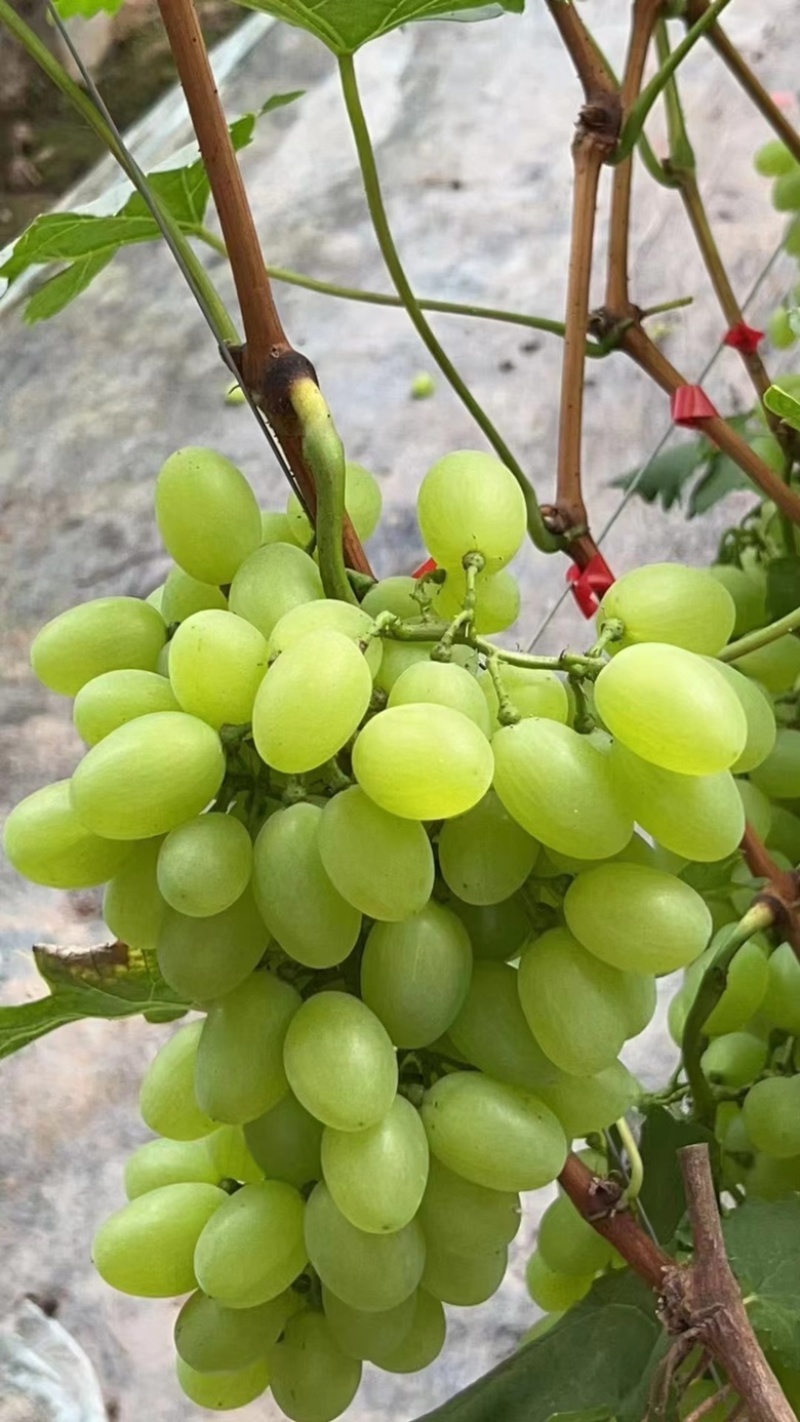 葡萄/维多利亚葡萄/河北精品维多利亚葡萄/大量上市