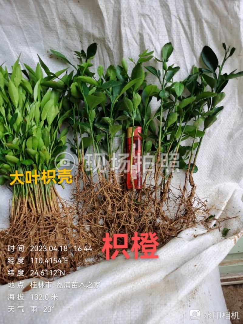 供应优质枳橙小苗（大叶枳壳小苗）枳橙芽苗