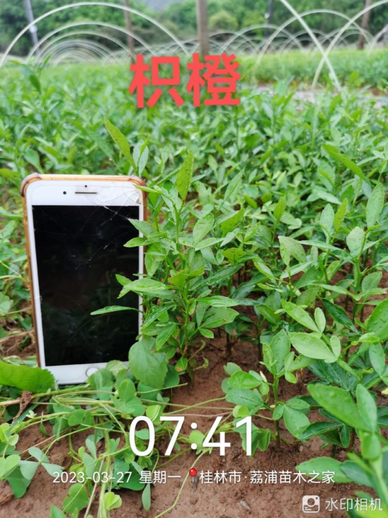 供应优质枳橙小苗（大叶枳壳小苗）枳橙芽苗