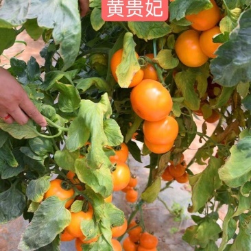 【包邮】大果口感番茄苗——黄贵妃。适合采摘，批发零售