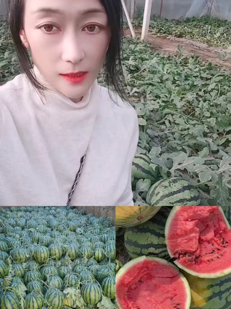 甜王西瓜保证质量量大从优产地直发协助找车欢迎