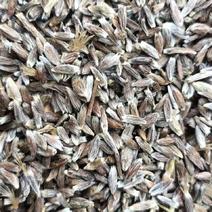 野生苍术种籽正品W材北苍术种子新鲜苍术种植带朱砂点含量