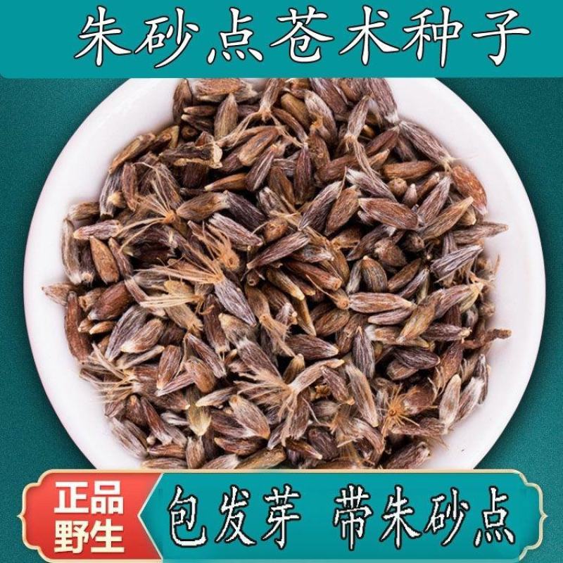 野生苍术种籽正品W材北苍术种子新鲜苍术种植带朱砂点含量