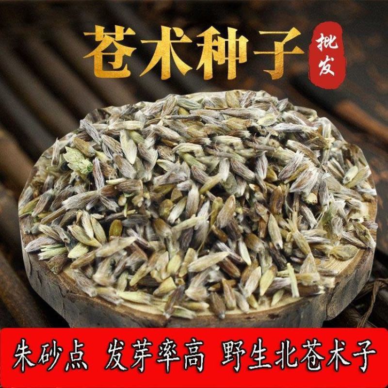 野生苍术种籽正品W材北苍术种子新鲜苍术种植带朱砂点含量