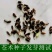 野生苍术种籽正品W材北苍术种子新鲜苍术种植带朱砂点含量
