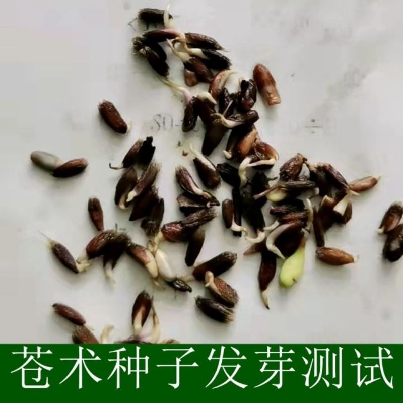 野生苍术种籽正品W材北苍术种子新鲜苍术种植带朱砂点含量