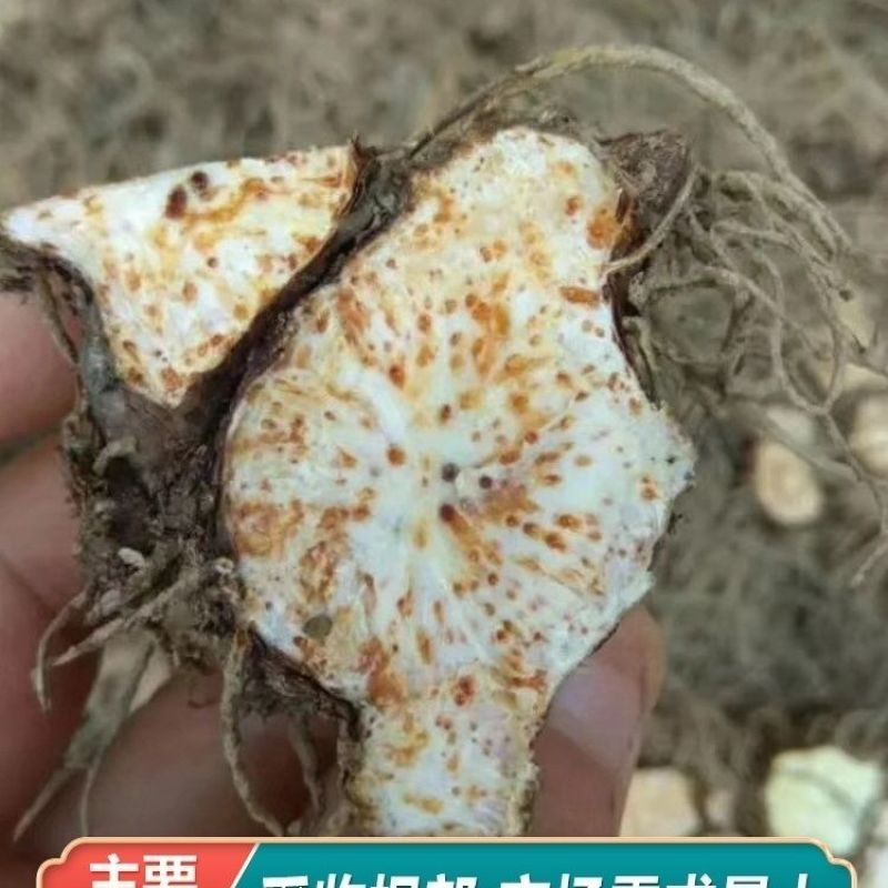 野生苍术种籽正品W材北苍术种子新鲜苍术种植带朱砂点含量