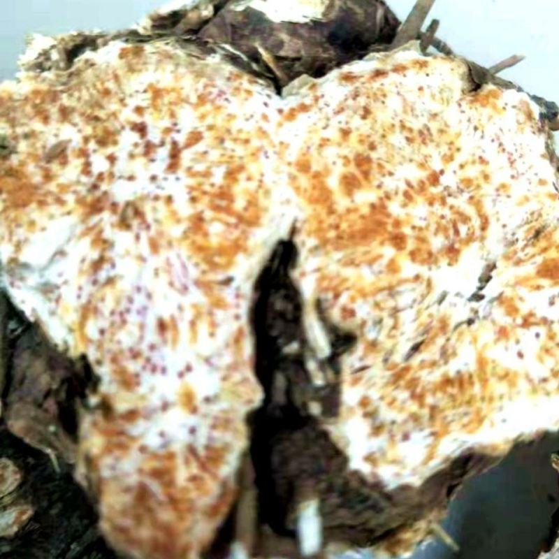 野生苍术种籽正品W材北苍术种子新鲜苍术种植带朱砂点含量