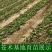 野生苍术种籽正品W材北苍术种子新鲜苍术种植带朱砂点含量