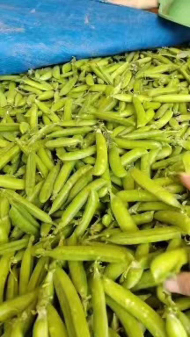 湖北宜昌新鲜四季豆量大货鲜大量上市【视频看货】