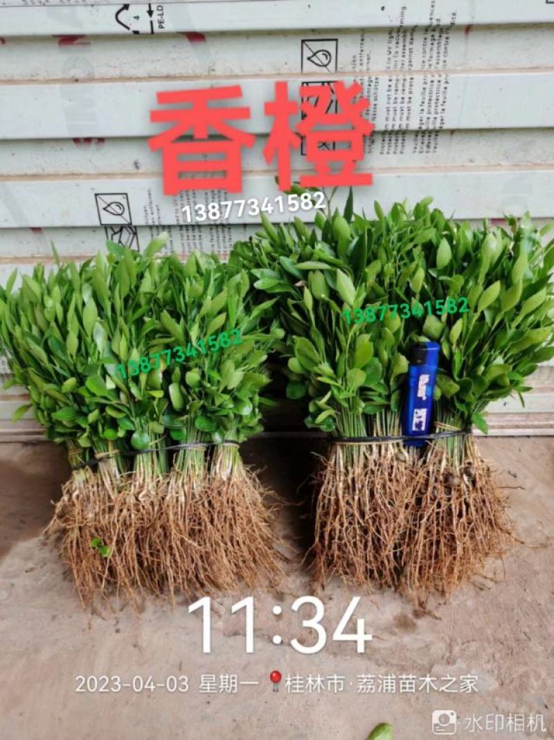 供应优质枳橙小苗（大叶枳壳小苗）枳橙芽苗