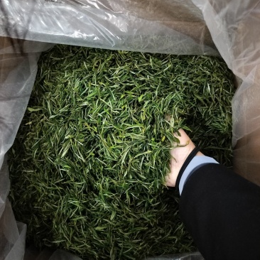 黄山毛峰原产地直供，物美价廉，欢迎朋友来电预订