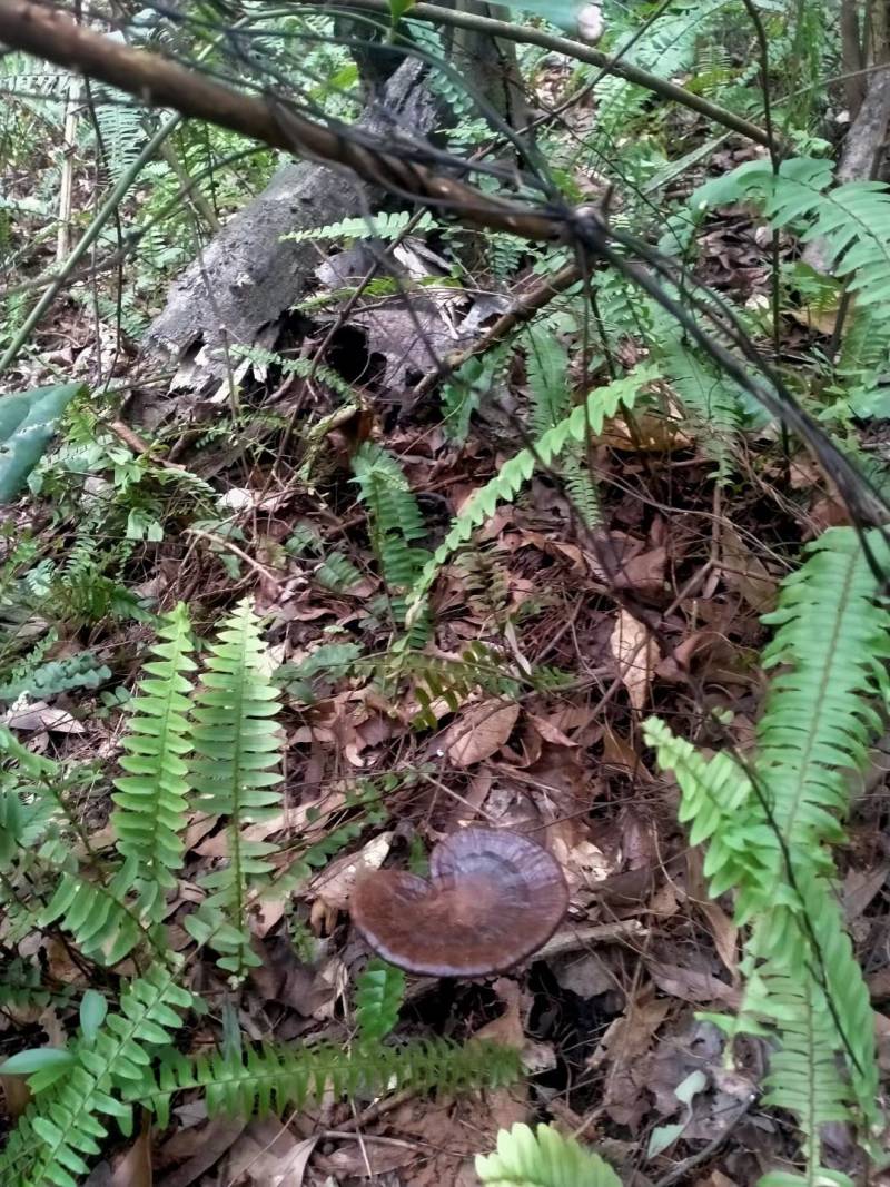 野生灵芝