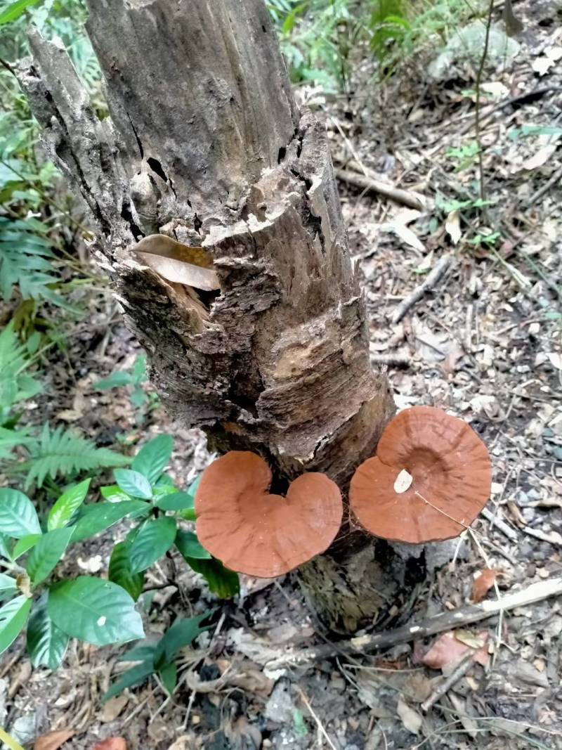 野生灵芝