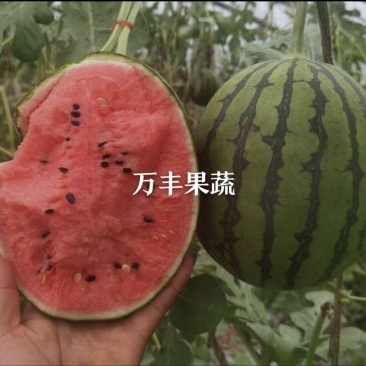 小糖丸/2K西瓜/产地直供/货源充足欢迎视频看货