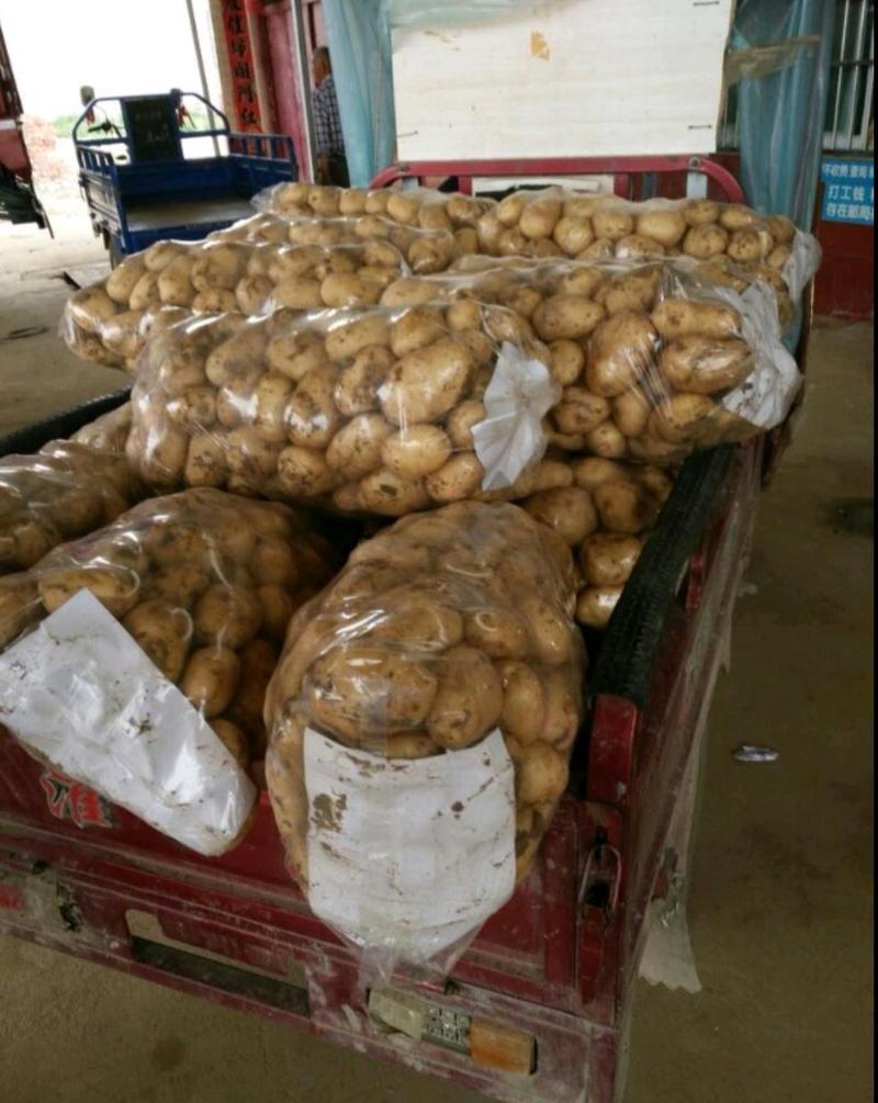 汉中土豆沃土，3两以上按需包装，实力供货，全国发货。