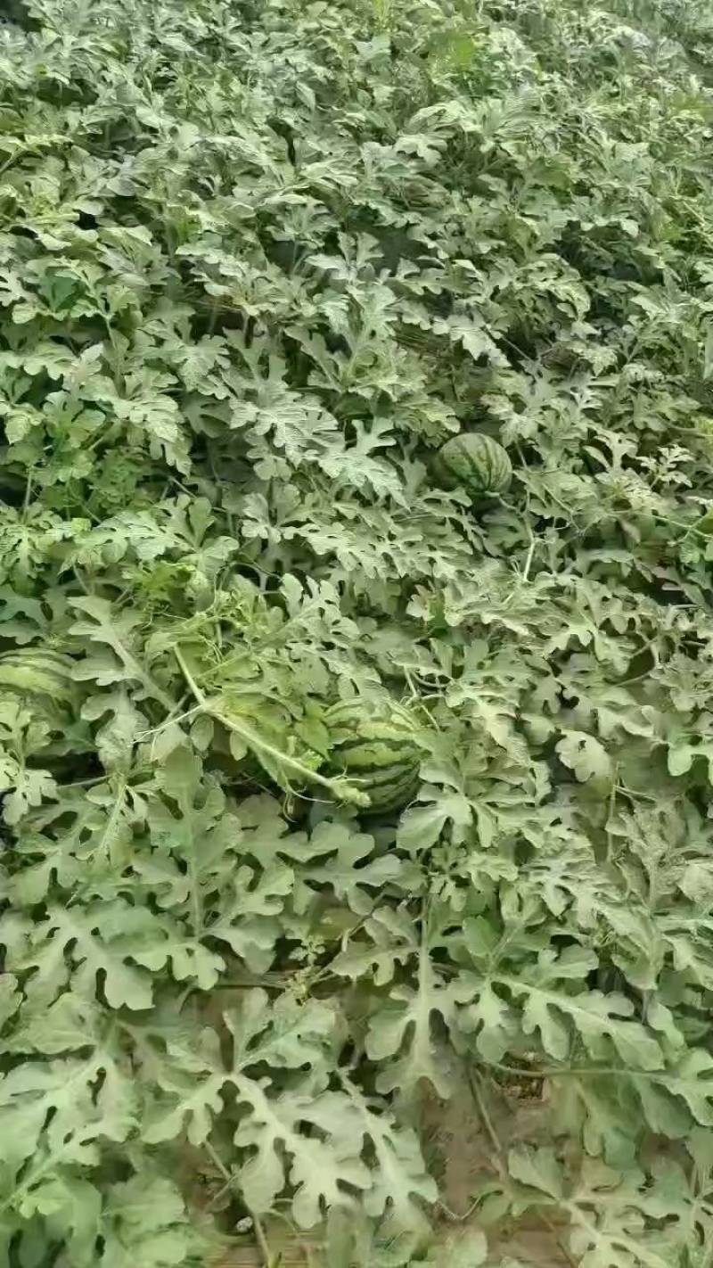 精品无籽美都西瓜，大量上市，诚信共赢，互利互助，需要联系
