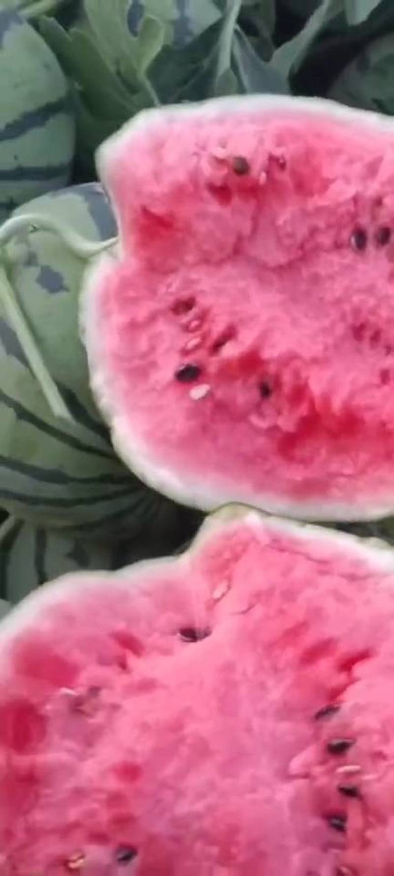 精品无籽美都西瓜，大量上市，诚信共赢，互利互助，需要联系