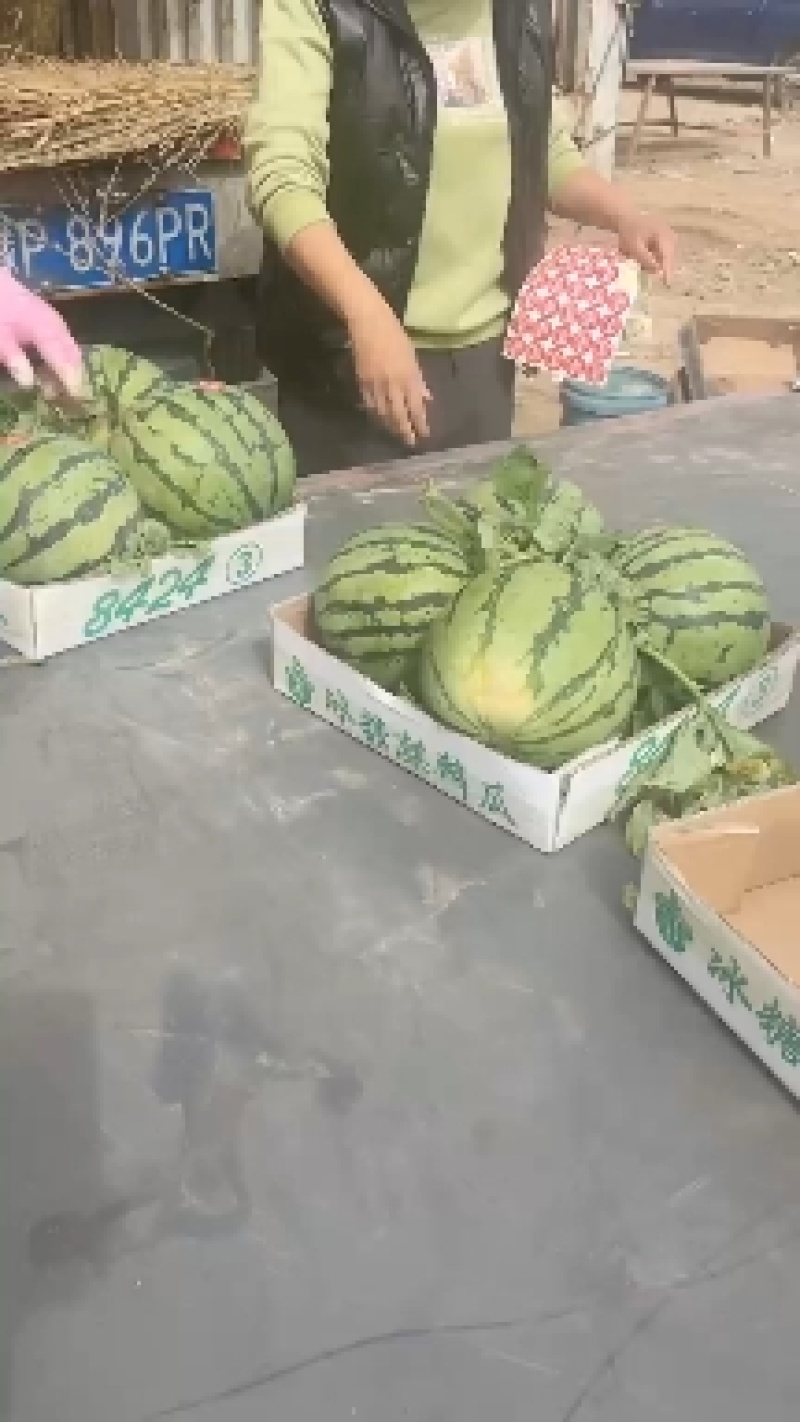 精品无籽美都西瓜，大量上市，诚信共赢，互利互助，需要联系