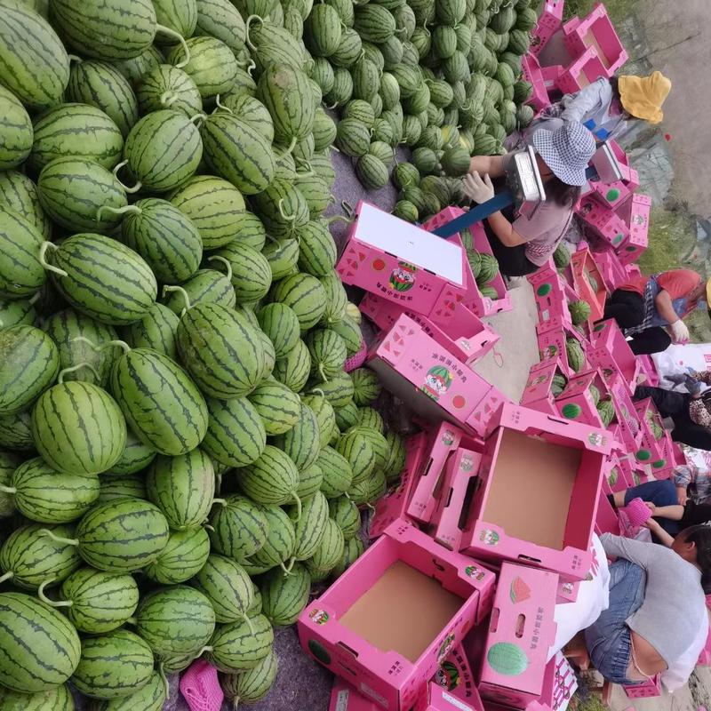 早春红玉西瓜头茬精品瓜定制包装供应商超市场