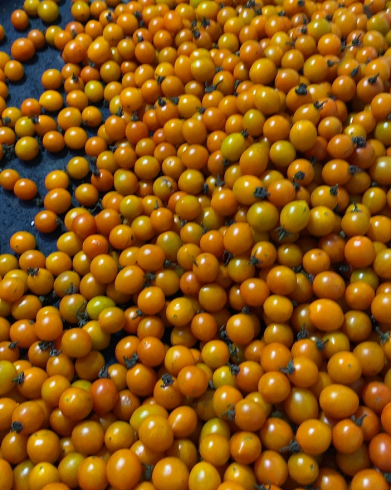 菜花，圣女果，白金黄瓜，秋葵，四季豆，大葱，卷心菜，