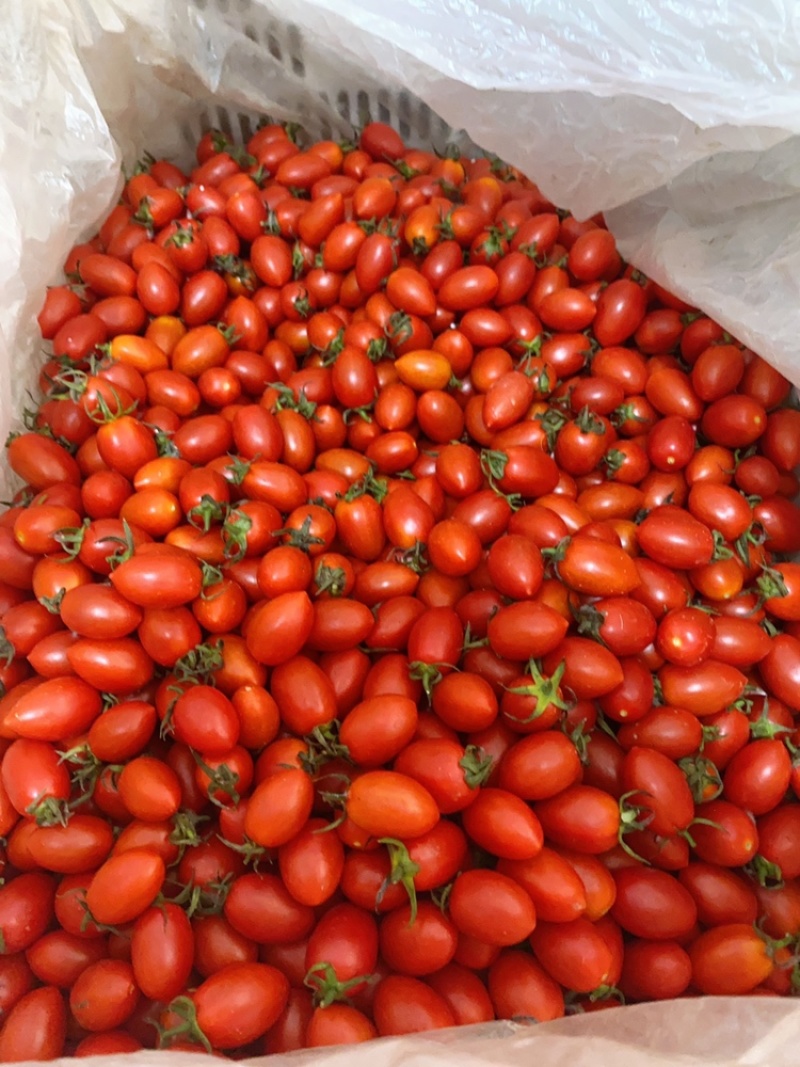 菜花，圣女果，白金黄瓜，秋葵，四季豆，大葱，卷心菜，