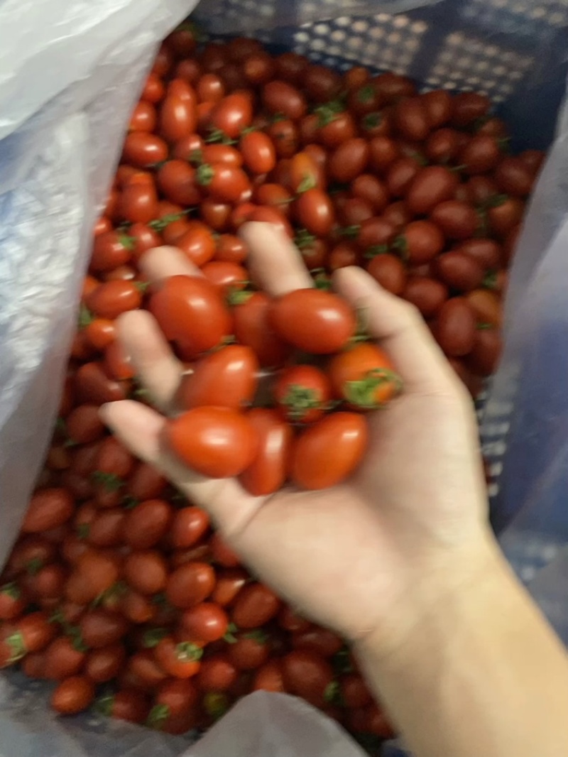 菜花，圣女果，白金黄瓜，秋葵，四季豆，大葱，卷心菜，
