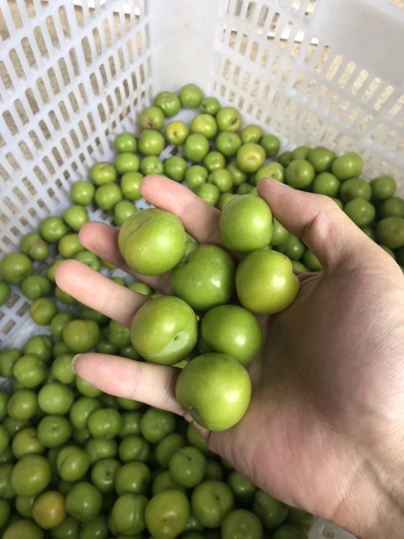 菜花，圣女果，白金黄瓜，秋葵，四季豆，大葱，卷心菜，