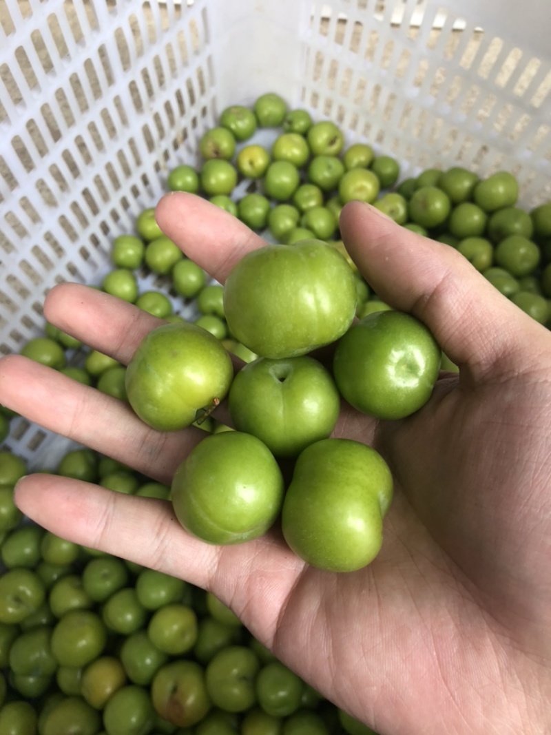 菜花，圣女果，白金黄瓜，秋葵，四季豆，大葱，卷心菜，