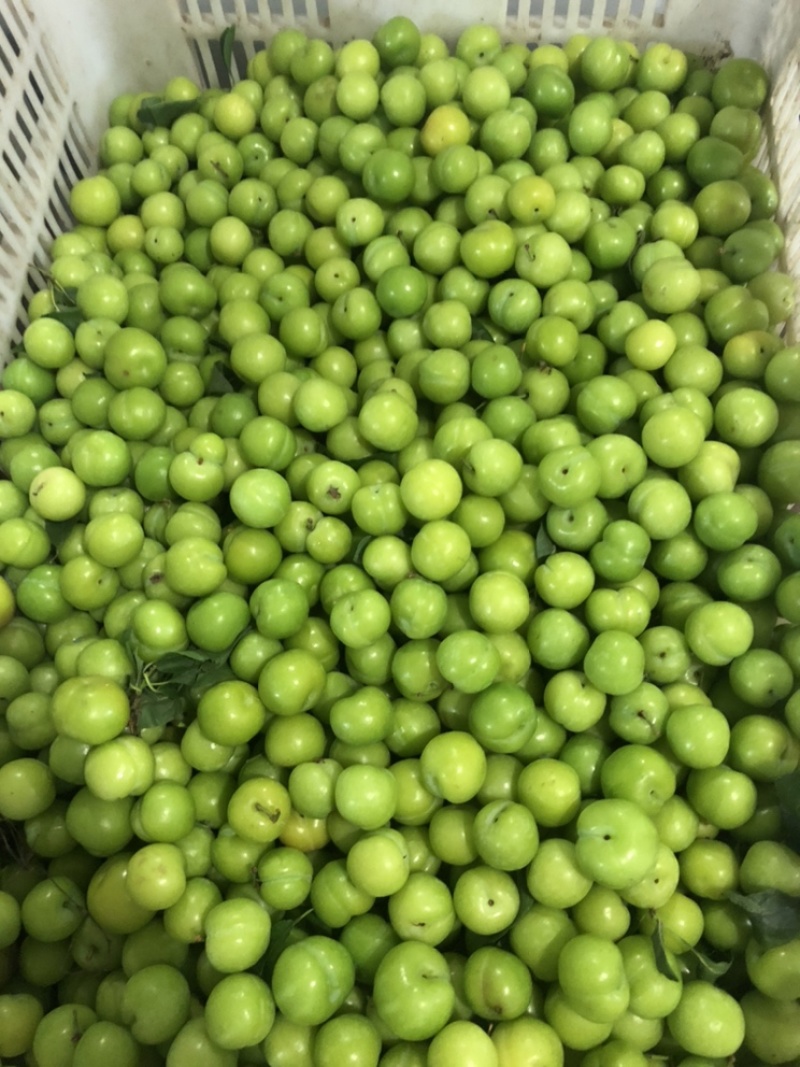 菜花，圣女果，白金黄瓜，秋葵，四季豆，大葱，卷心菜，