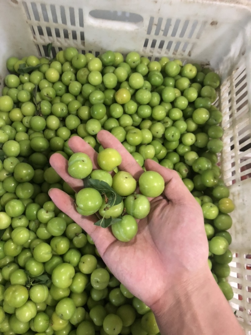 菜花，圣女果，白金黄瓜，秋葵，四季豆，大葱，卷心菜，