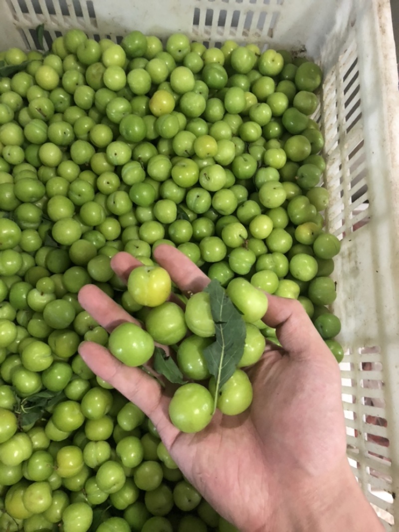菜花，圣女果，白金黄瓜，秋葵，四季豆，大葱，卷心菜，