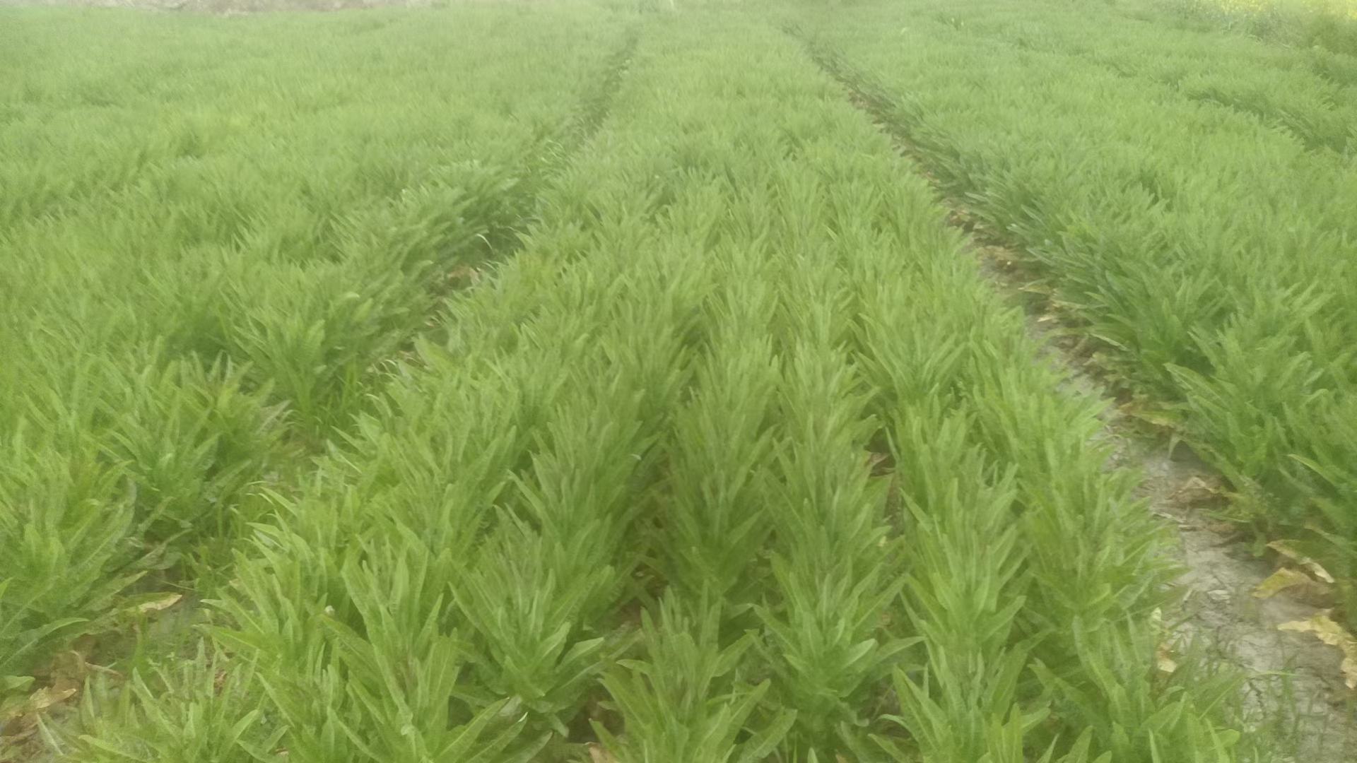 从高空俯视一片规整的莴苣种植田,田块呈网格状分布,绿色莴苣整齐排列;部分区域可见黄色标记圈出的病害发生点;田边设有排水沟渠,体现良好的农田基础设施;天气多云,地面微湿,反映适宜菌核病发生的气候条件 莴苣种植田块整体航拍视角