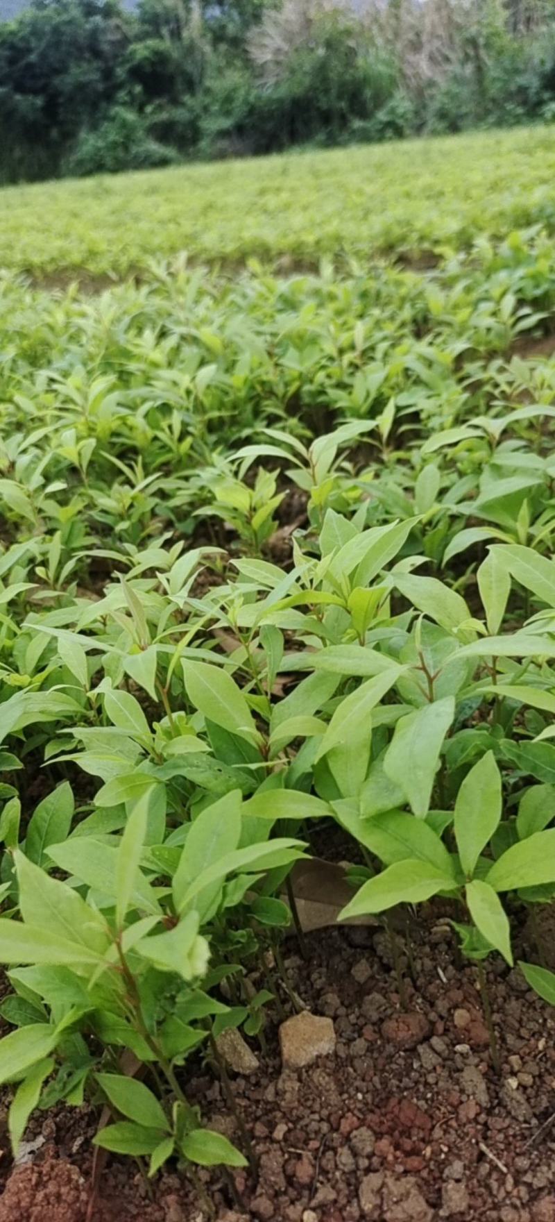 金丝楠木小苗，楠木小苗，一手货源技术指导，苗场直供
