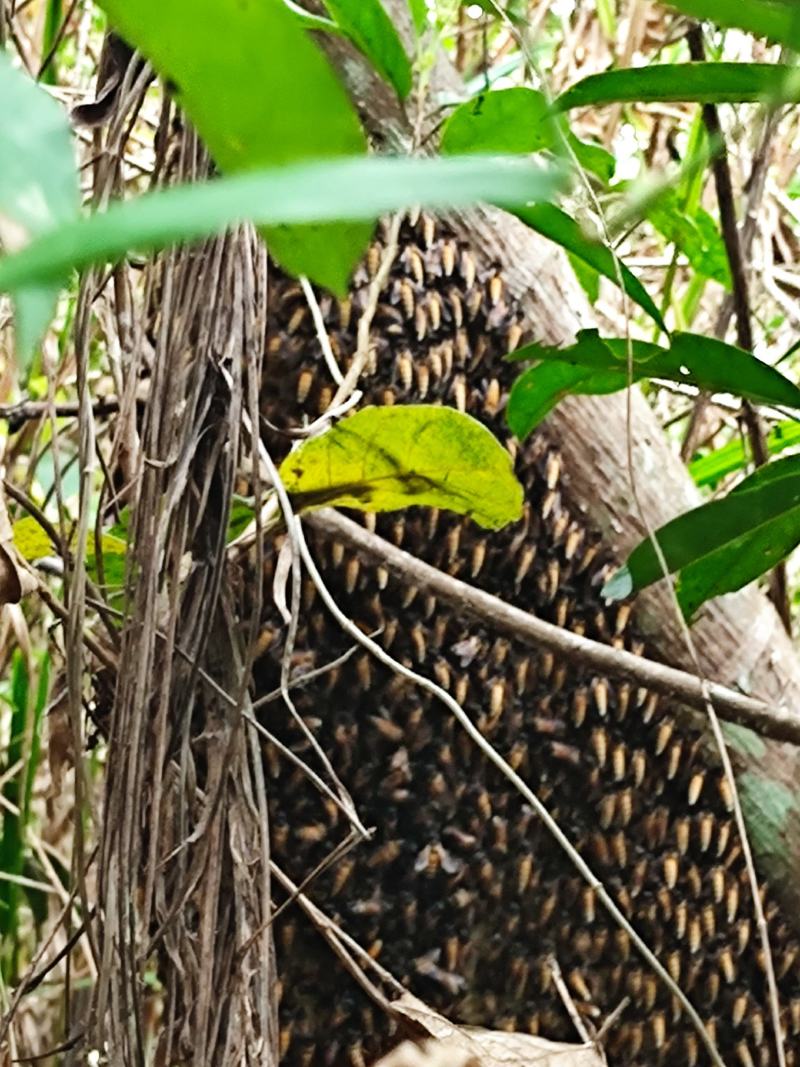 野生排蜂蜜