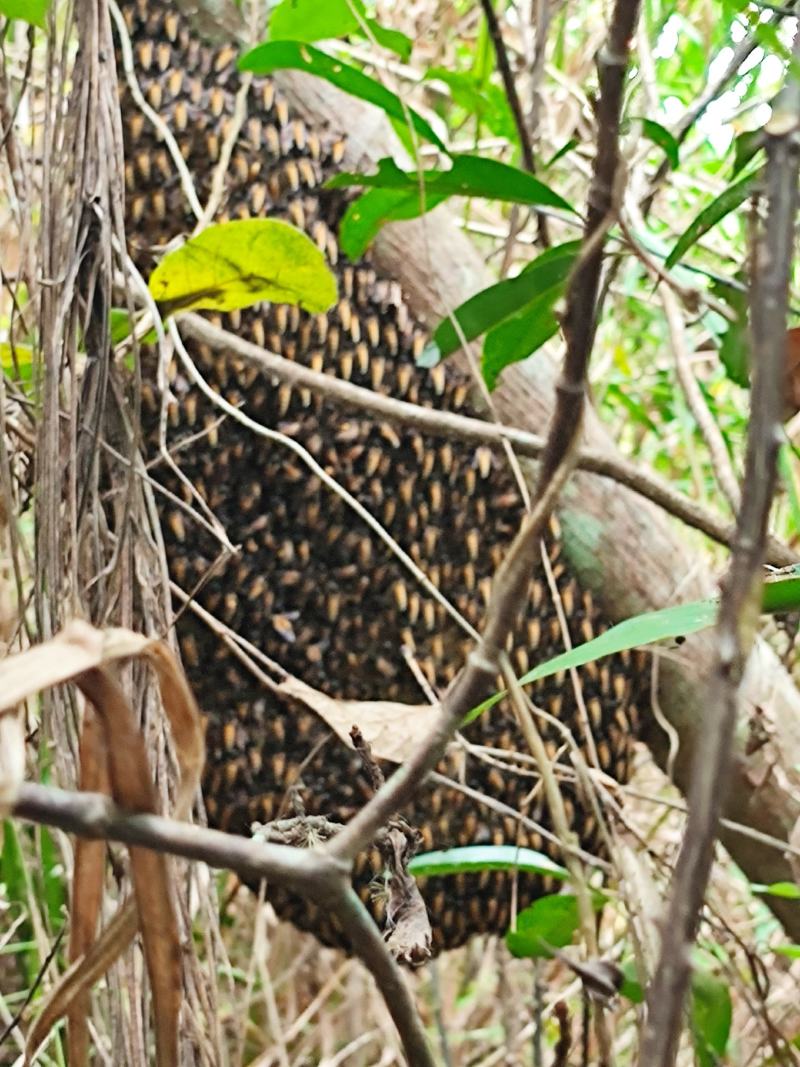 野生排蜂蜜