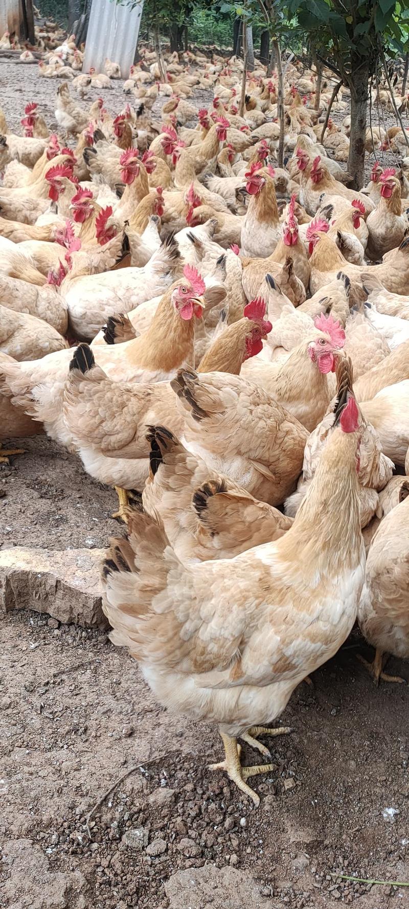 老水岭南黄项鸡，平均3.89斤左右重，毛衣冠头靓，