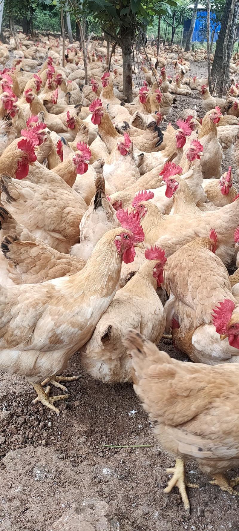 老水岭南黄项鸡，平均3.89斤左右重，毛衣冠头靓，