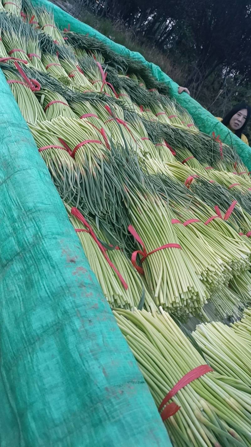 全财蒜业欢迎新老客户洽谈业务。地址山东省临沂市全财蒜业